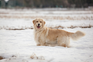 雪と犬