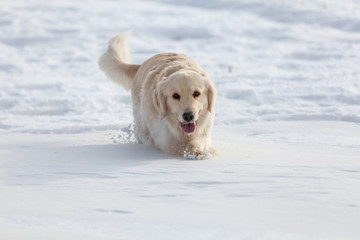 雪と犬