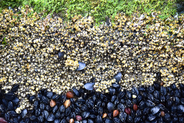 Muscles, Barnacles, and Seaweed Oh My