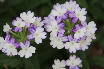Purple and White Flowers