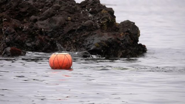 Traditional Women-Divers at Jeju Island, also Called as Haenyeo, Gathering Shell-fish in the Sea