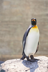 旭山動物園のキングペンギン