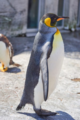 旭山動物園のキングペンギン