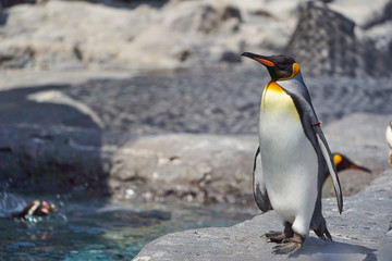 Fototapeta premium 旭山動物園のキングペンギン