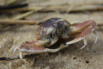 Crab