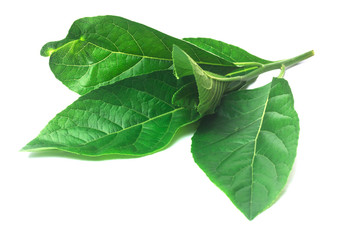 Green leaf nan fui chao is medicinal herbs isolate on white
