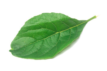 Green leaf nan fui chao is medicinal herbs isolate on white
