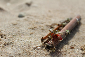 Beetle on Twig Taking Flight