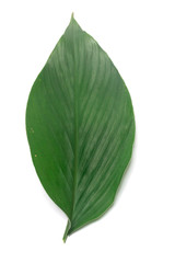 Obraz premium Gree turmeric leaves isolate on white 