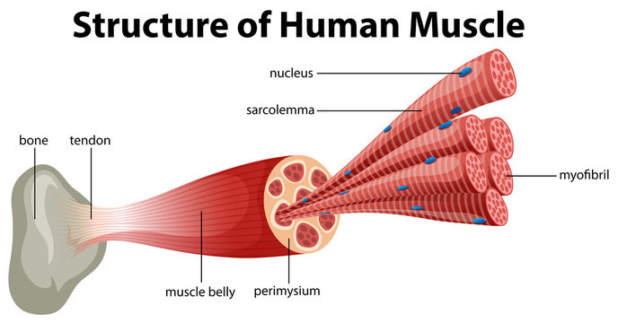 A Structure of Human Muscle