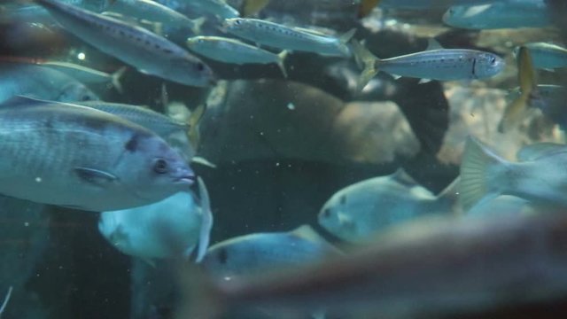 Aquarium full of mostly pacific mackerel fish (Scomber australasicus) swimming in slow motion.
Aquarium full of mostly pacific mackerel fish (Scomber australasicus) swimming in slow motion.