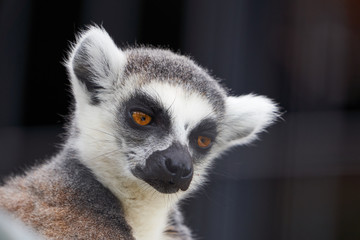 Obraz premium 旭山動物園のワオキツネザル