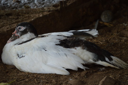 Laying Duck