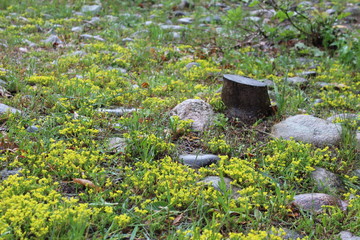 Obraz premium Tree Stump Amidst Yellow Flowers