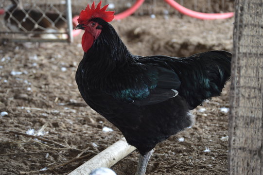 cock a doodle doo