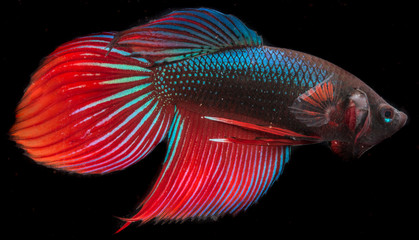 Fototapeta premium Beautiful Siamese fighting fish isolated with black