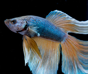 Beautiful Siamese fighting fish isolated with black