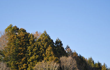 Obraz premium 冬 木 空 素材