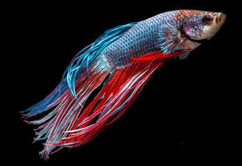 Beautiful Siamese fighting fish isolated with black