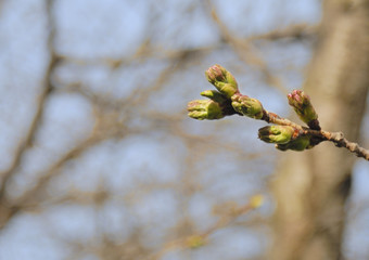 桜　つぼみ　素材