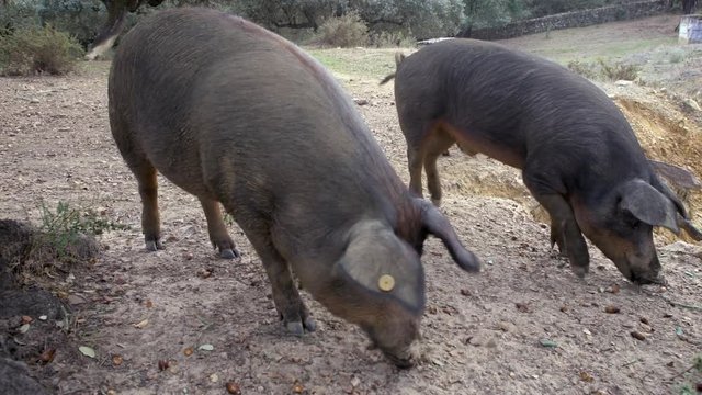 4K, Black Iberian pigs grazing through the oak trees in the grassland of Extremadura, Spain dehesa landscape. Spanish hogs eating acorn in field. Pig herd pasturing in a green meadow-Dan