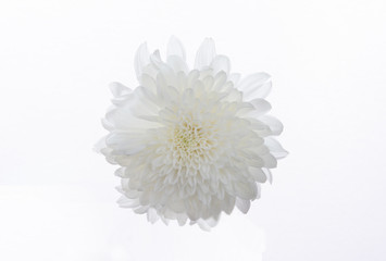 菊の花　白バック
