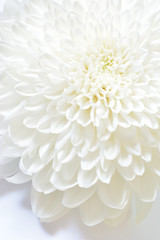 菊の花　白バック
