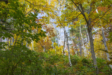 志賀高原を彩る錦秋の喝采