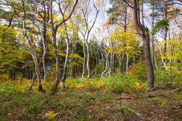 Obraz premium 志賀高原を彩る錦秋の喝采