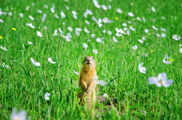 gopher on the field with white flowers