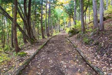 志賀高原を彩る錦秋の喝采