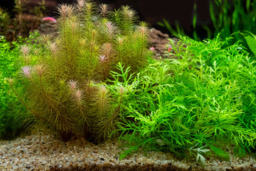 Green beautiful planted tropical freshwater aquarium