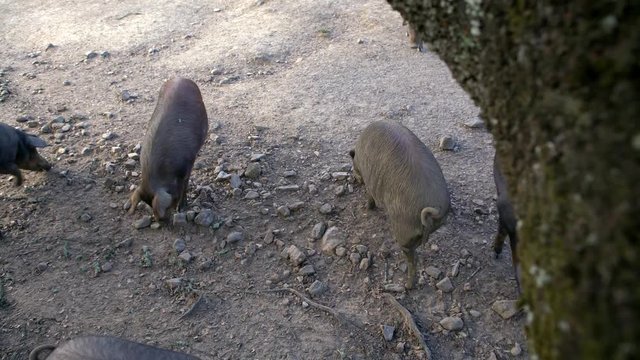 4K, Black Iberian pigs grazing through the oak trees in the grassland of Extremadura, Spain dehesa landscape. Spanish hogs eating acorn in field. Pig herd pasturing in a green meadow-Dan
