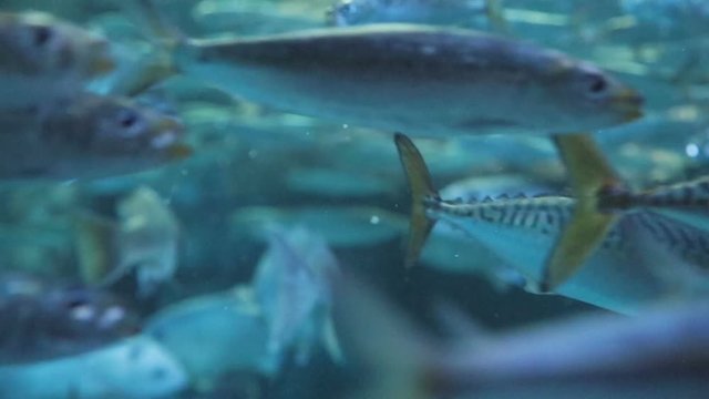Aquarium full of pacific mackerel fish swimming in slow motion.