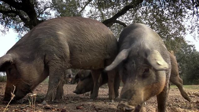 4K, Black Iberian pigs grazing through the oak trees in the grassland of Extremadura, Spain dehesa landscape. Spanish hogs eating acorn in field. Pig herd pasturing in a green meadow-Dan