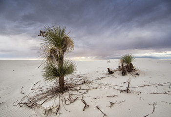 In a stormy day, yucca stand still in White Sands National Monument, NM. Background clouds set off its solitude.