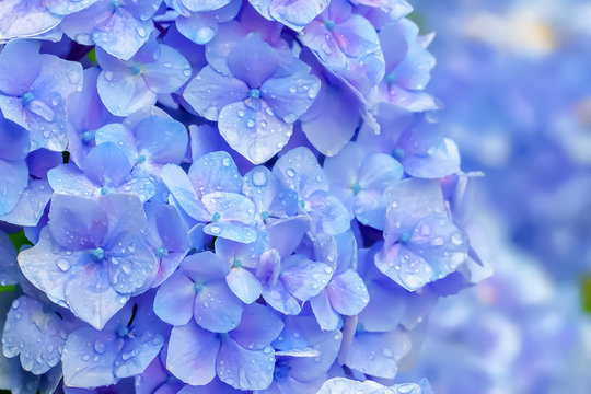 Fototapeta 雨上がりの紫陽花　Hydrangea