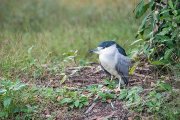 Obraz premium Black-crowned Night Heron or Black-capped Night Heron