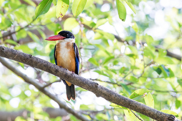 black-capped kingfisher is a tree kingfisher which is widely distributed in tropical Asia.