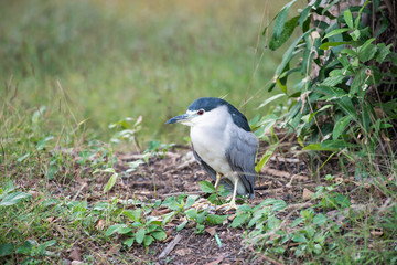 Black-crowned Night Heron or Black-capped Night Heron