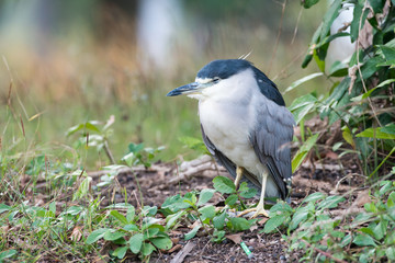 Black-crowned Night Heron or Black-capped Night Heron
