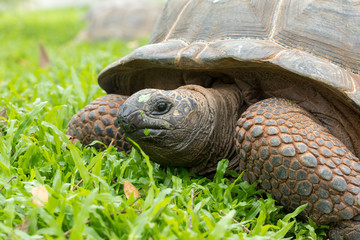 Giant Aldabra Tortoise