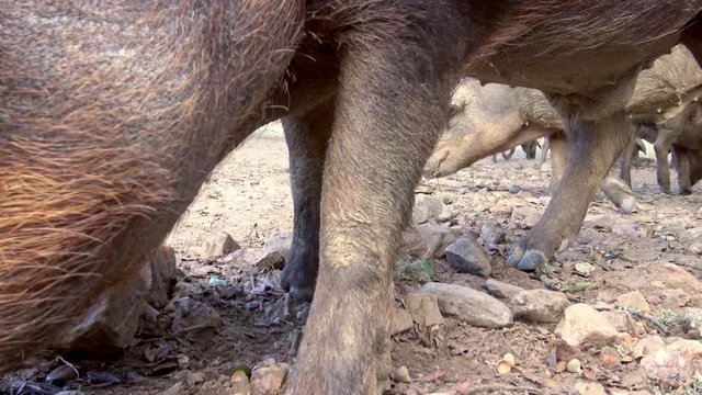 4K, Black Iberian pigs grazing through the oak trees in the grassland of Extremadura, Spain dehesa landscape. Spanish hogs eating acorn in field. Pig herd pasturing in a green meadow-Dan