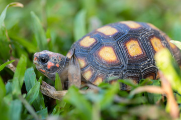 Cherry head red-foot tortoise