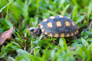 Cherry head red-foot tortoise