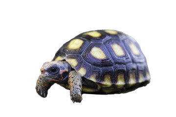 Cherry head red-foot tortoise