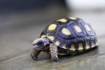 Cherry head red-foot tortoise