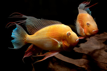 Fototapeta premium Albino cichlids in aquarium