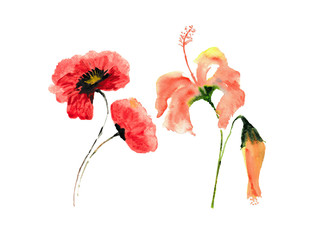 watercolor of poppy and hibiscus flower on white background, floral art, hand painted