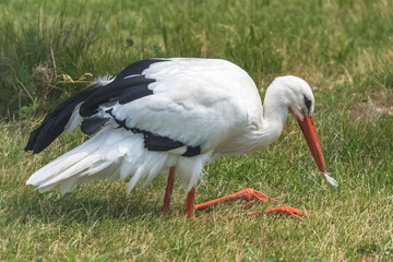 White stork, Ciconia ciconia sitting on the grass with a feather in its beak 
